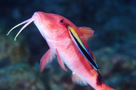 おばさん魚|オジサンってどんな魚！？ババアって名前の魚もいるの！？変な。